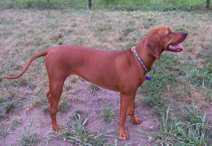 Lena - Redbone Coonhound