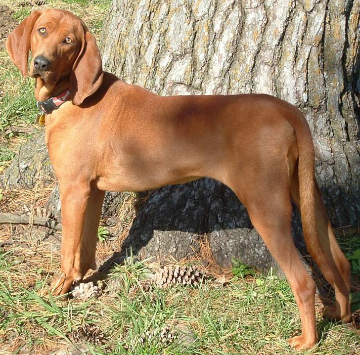 Memphis - Redbone Coonhound Mâle