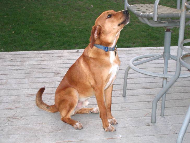 Rusty - Redbone Coonhound