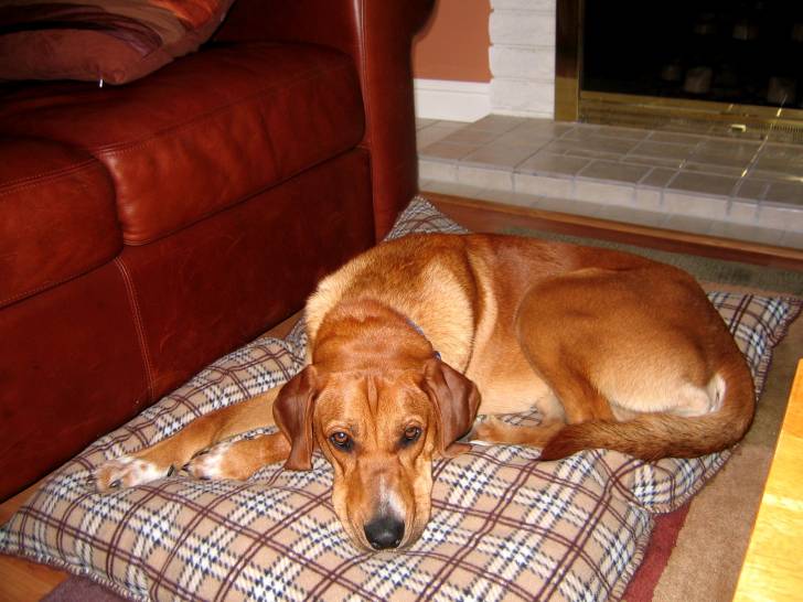 Rusty - Redbone Coonhound