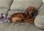 Gypsy - Redbone Coonhound