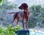 Photo Redbone Coonhound