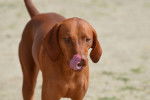 Photo Redbone Coonhound