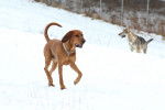 Photo Redbone Coonhound