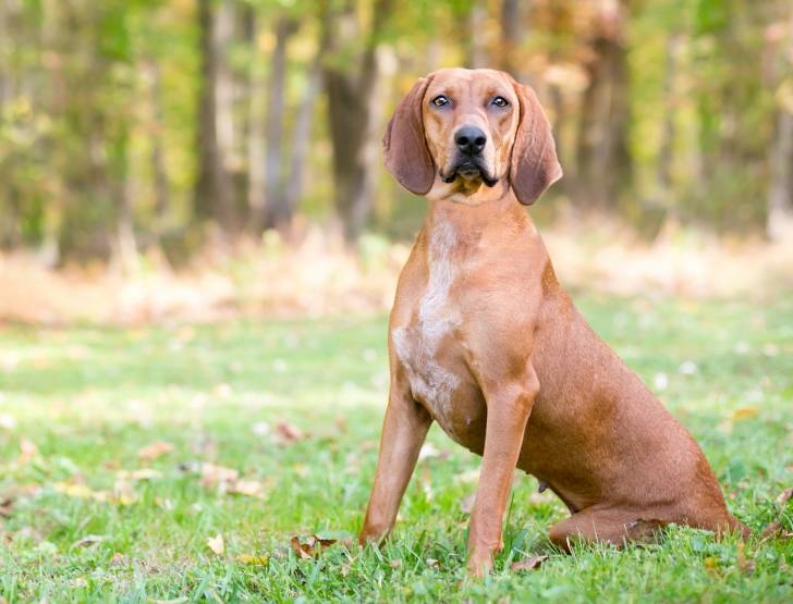 Photo Redbone Coonhound