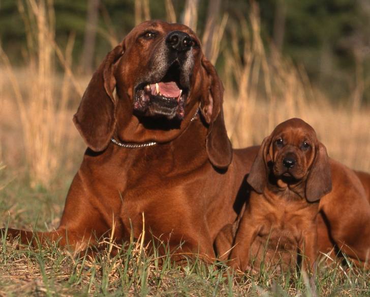 Photo Redbone Coonhound