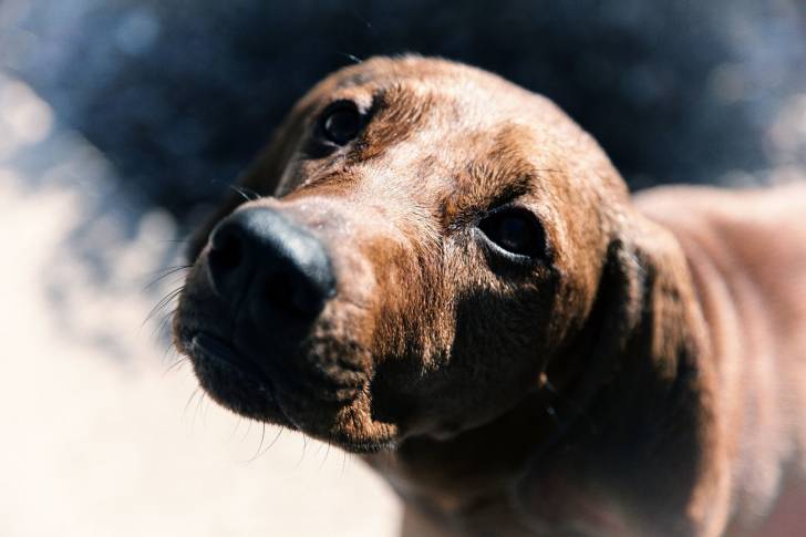 Photo Redbone Coonhound