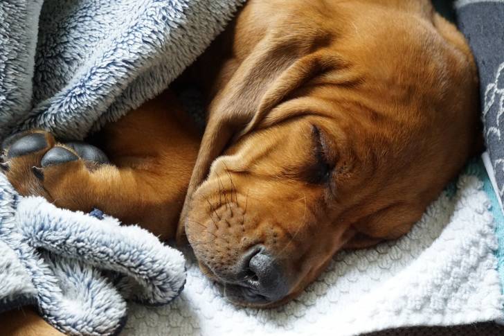 Photo Redbone Coonhound