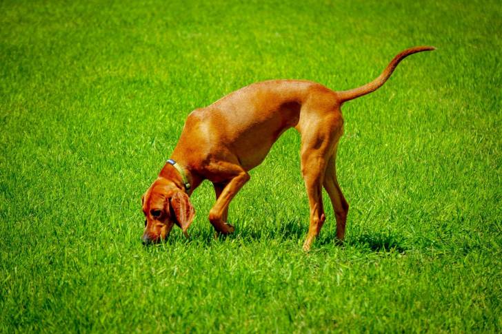 Photo Redbone Coonhound