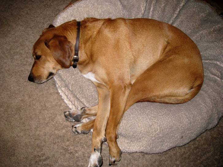 Photo Redbone Coonhound