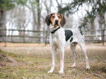 Photo Treeing Walker Coonhound