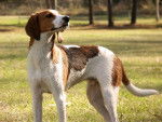 Photo Treeing Walker Coonhound