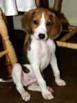 Photo Treeing Walker Coonhound