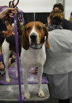Photo Treeing Walker Coonhound