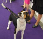 Photo Treeing Walker Coonhound
