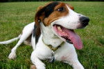Photo Treeing Walker Coonhound