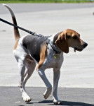 Photo Treeing Walker Coonhound