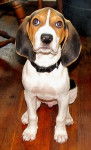Photo Treeing Walker Coonhound