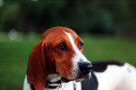 Emily - Treeing Walker Coonhound