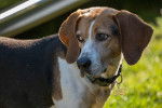 Photo Treeing Walker Coonhound