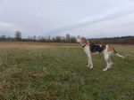 Photo Treeing Walker Coonhound