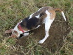 Photo Treeing Walker Coonhound
