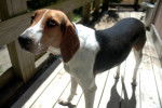 Mary - Treeing Walker Coonhound