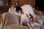Mary - Treeing Walker Coonhound