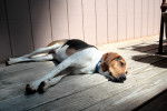Mary - Treeing Walker Coonhound