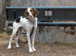 Photo Treeing Walker Coonhound