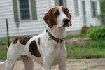 Photo Treeing Walker Coonhound