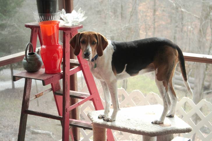 Mary - Treeing Walker Coonhound