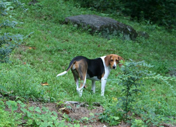 Mary - Treeing Walker Coonhound