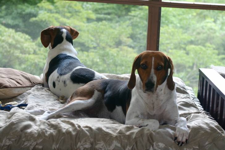 Mary & Eve - Treeing Walker Coonhound