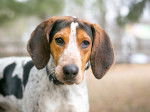 Photo Treeing Walker Coonhound