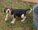 Photo Treeing Walker Coonhound