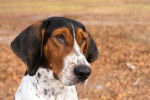 Photo Treeing Walker Coonhound