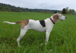 Photo Treeing Walker Coonhound