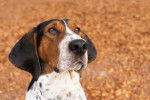 Photo Treeing Walker Coonhound
