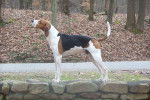 Photo Treeing Walker Coonhound