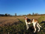 Photo Treeing Walker Coonhound