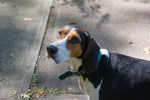 Ellie - Treeing Walker Coonhound