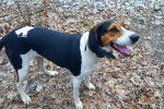 Ellie - Treeing Walker Coonhound