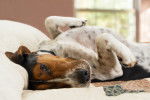 Photo Treeing Walker Coonhound