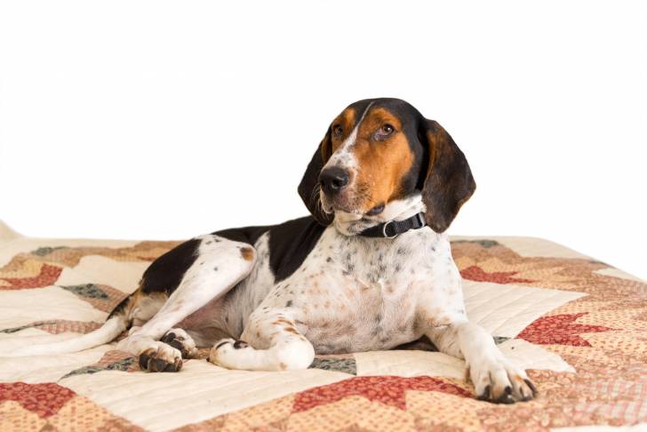 Photo Treeing Walker Coonhound