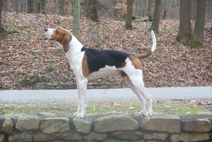 Photo Treeing Walker Coonhound