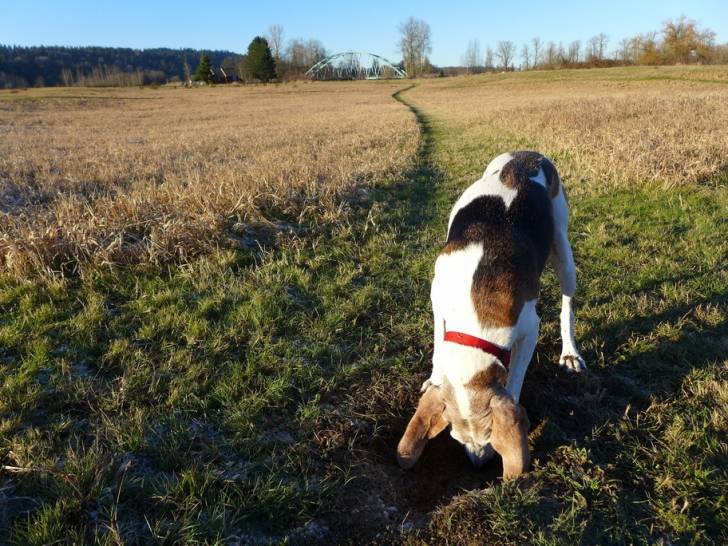 Photo Treeing Walker Coonhound