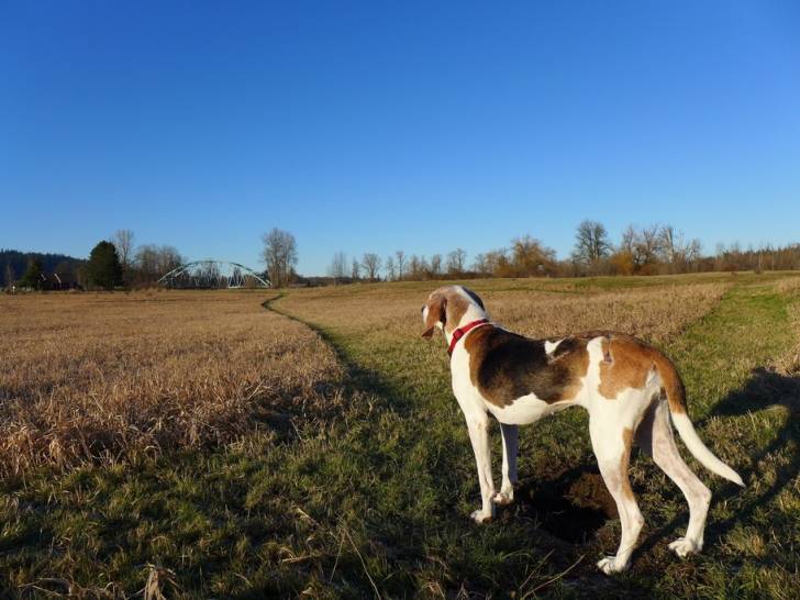 Photo Treeing Walker Coonhound