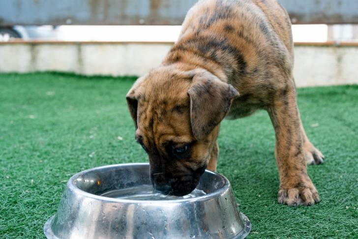Un chiot  Alano Espagnol en train de boire de l'eau dans sa gamelle