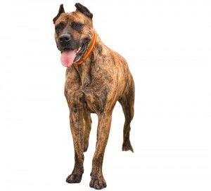 Un Alano Espagnol sur fond blanc